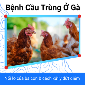 Bệnh Cầu Trùng ở Gà - Nỗi Lo Của Bà Con & Cách Xử Lý Dứt Điểm