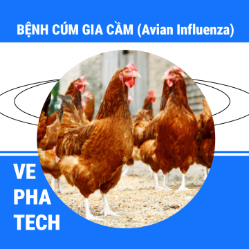 BỆNH CÚM GIA CẦM (Avian Influenza)