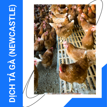 Bệnh Dịch Tả Gà (Newcastle): Nguyên Nhân, Triệu Chứng Và Cách Phòng Ngừa