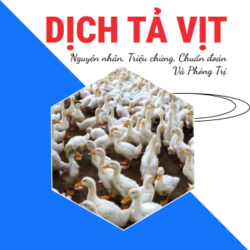 Bệnh Dịch Tả Vịt - Nguyên Nhân, Triệu Chứng, Chẩn Đoán Và Phòng Trị