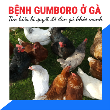 Bệnh Gumboro Ở Gà, Vaccine, Vệ Sinh & Dinh Dưỡng – Bí Quyết Giữ Đàn Gà Khỏe