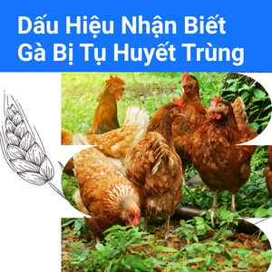 Dấu Hiệu Nhận Biết Gà Bị Tụ Huyết Trùng - Bà Con Cần Quan Sát Kỹ