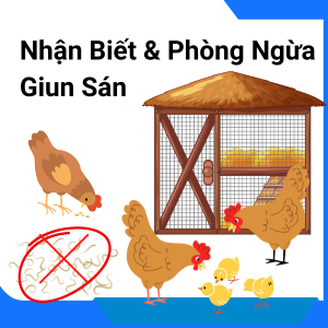 Giun Sán Ở Gà - Cách Nhận Biết, Phòng Ngừa & Điều Trị