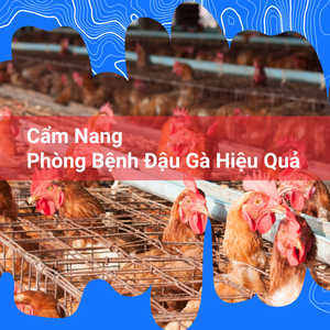 Phòng Trị Bệnh Đậu Gà - Cẩm Nang Toàn Diện Cho Người Nuôi Gà