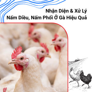 Sổ Tay Chăn Nuôi: Nhận Diện & Xử Lý Nấm Diều, Nấm Phổi Gà Hiệu Quả